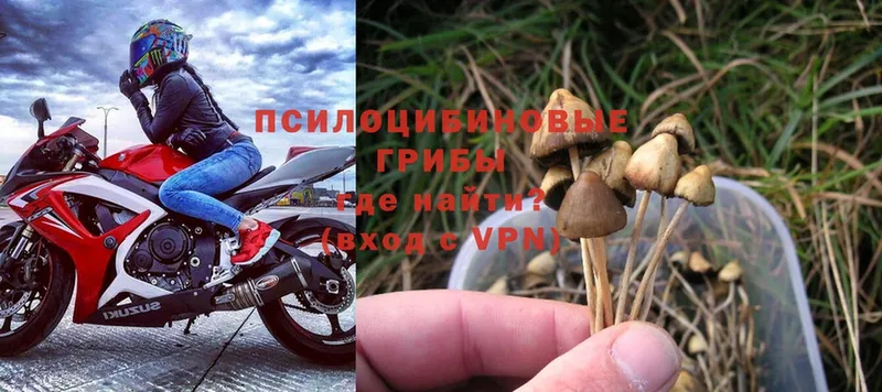 Галлюциногенные грибы Magic Shrooms  Железноводск 